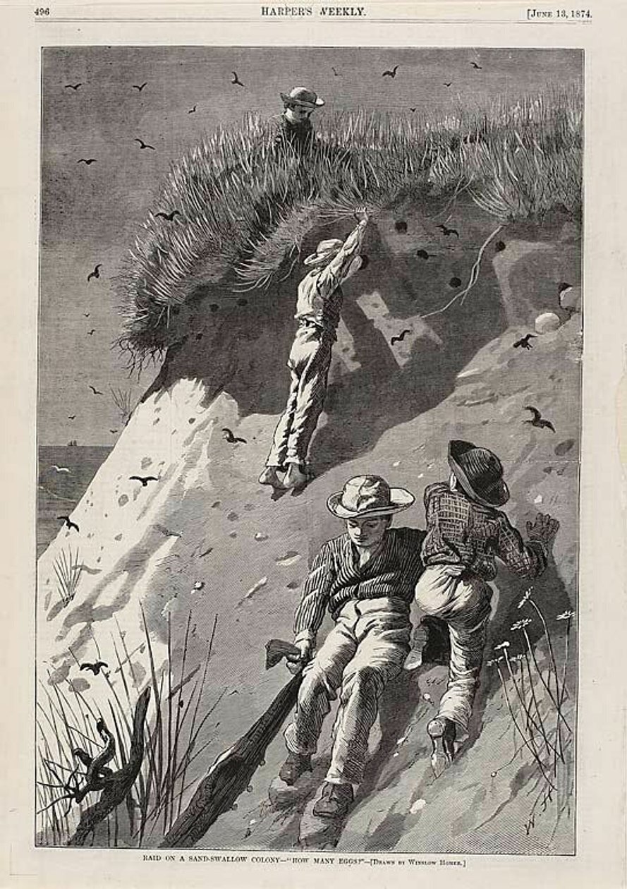 Razzia i en sandsvalekoloni - "Hur många ägg" av Winslow Homer