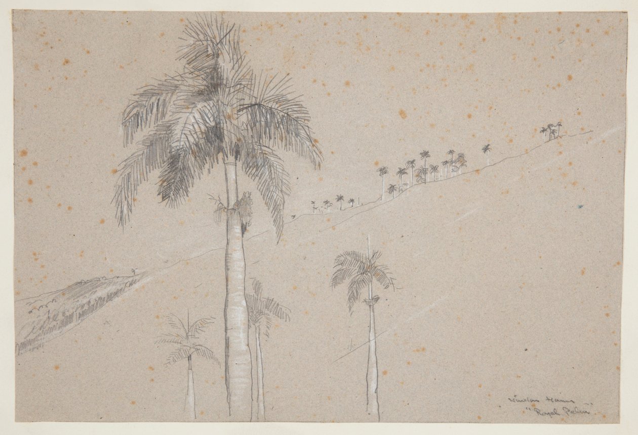 Royal Palm, Kuba av Winslow Homer
