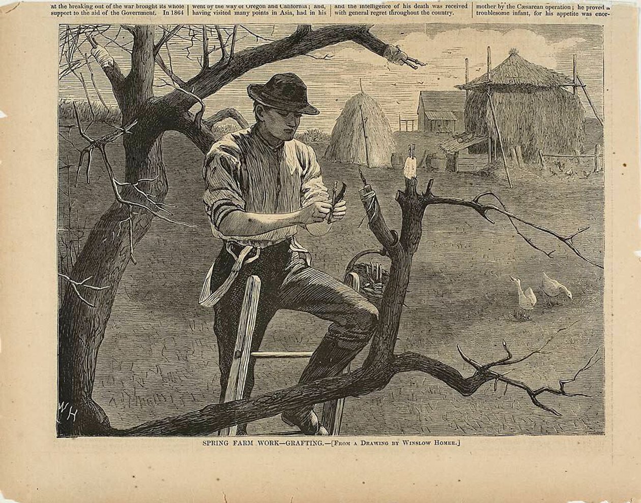 Vårens jordbruksarbete - ympning av Winslow Homer
