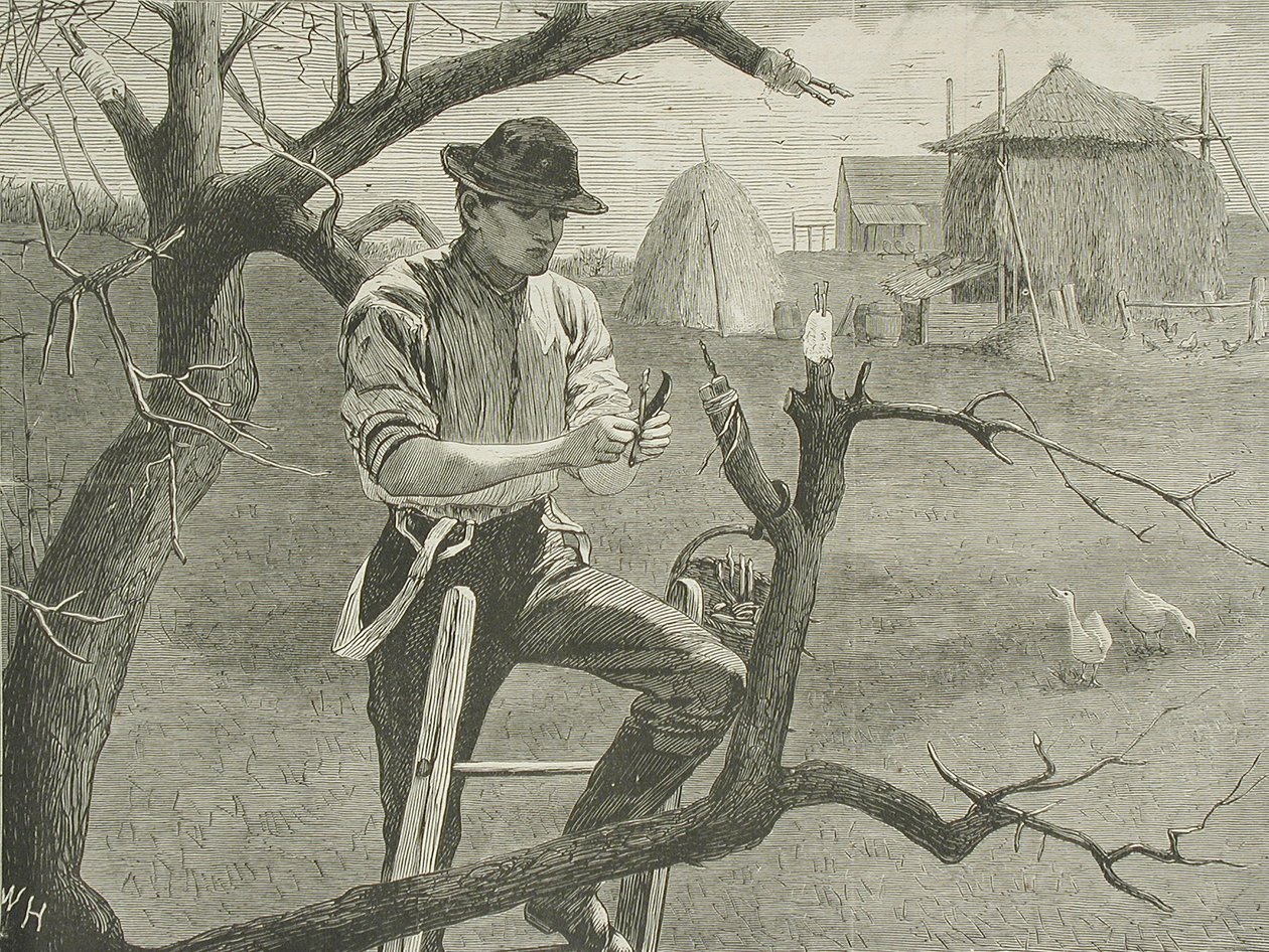 Vårarbete på gården – Ympning av Winslow Homer