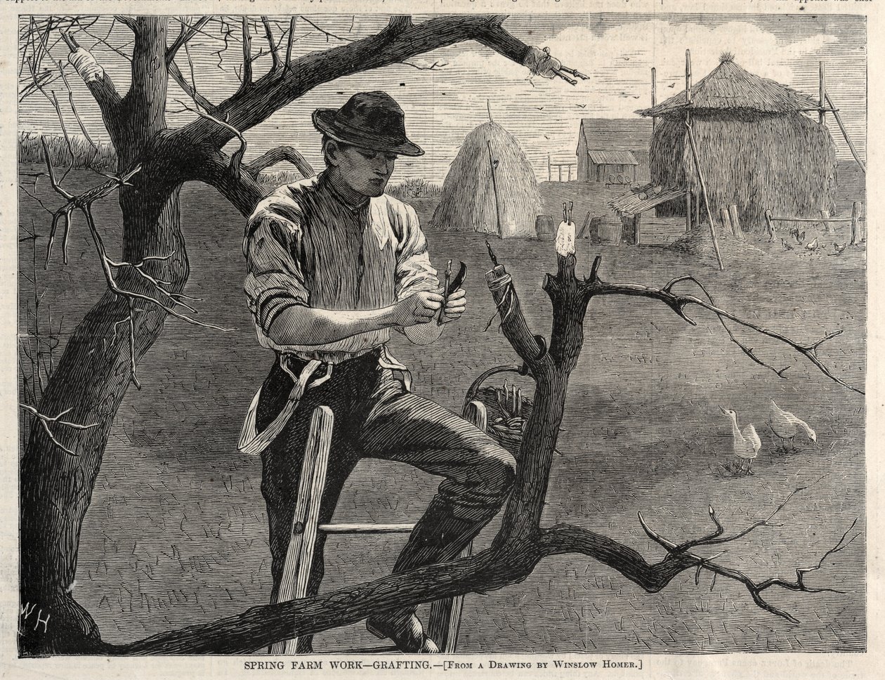 Vårgårdsarbete - ympning, 1870. av Winslow Homer