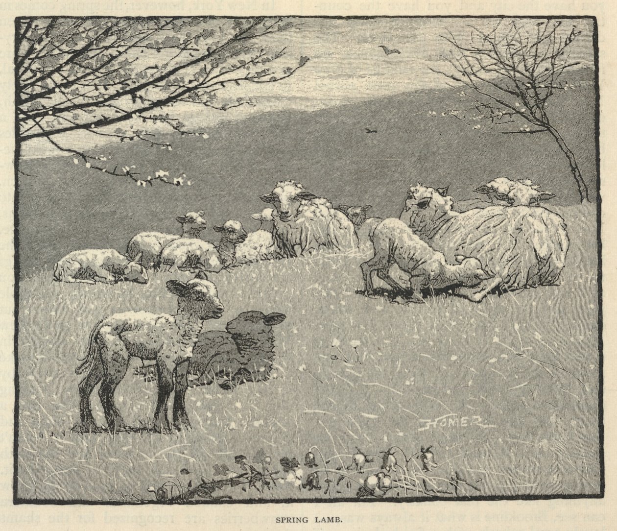 Spring Lamb, från Scribner