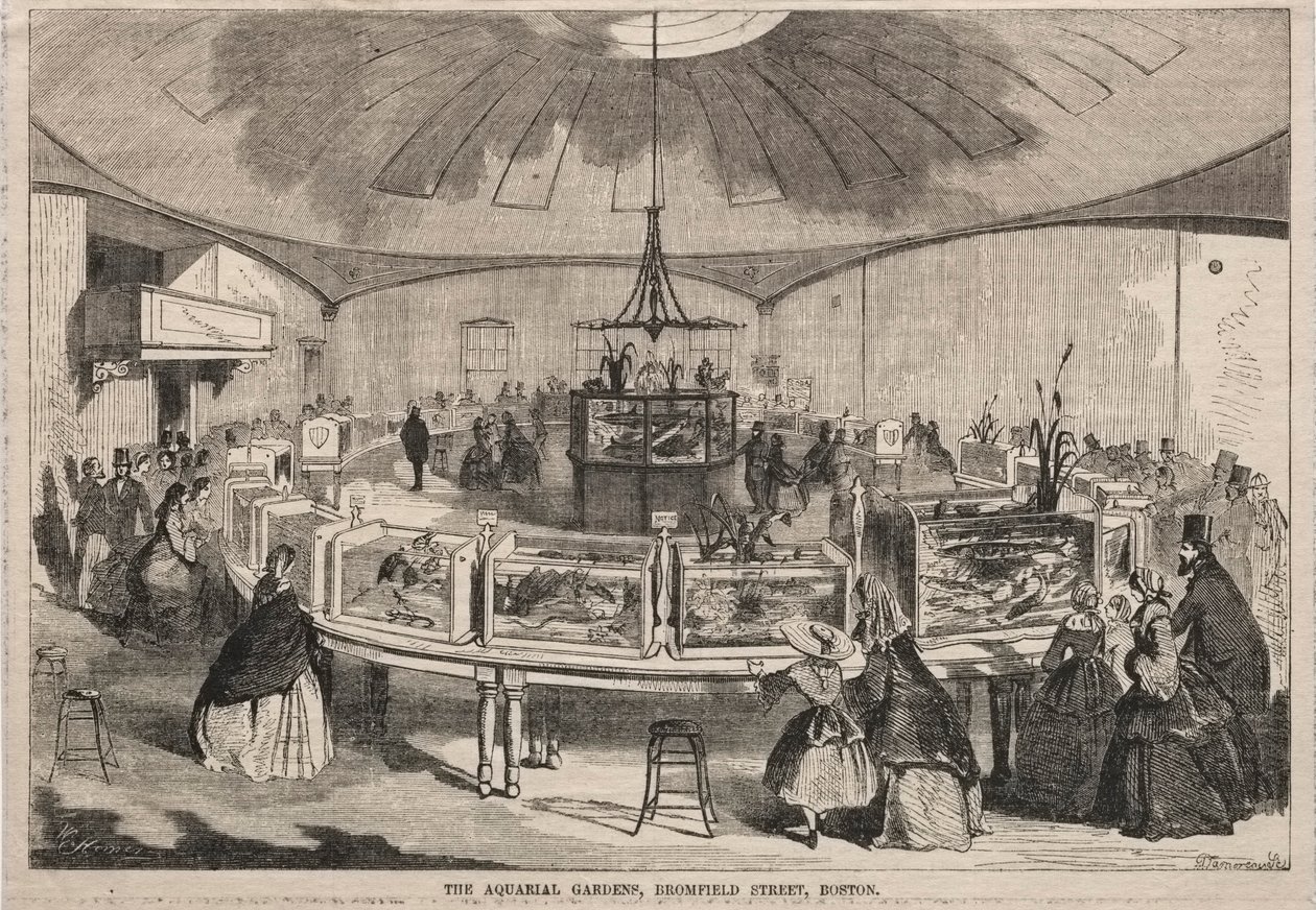 The Aquarial Gardens, Bromfield Street, Boston av Winslow Homer