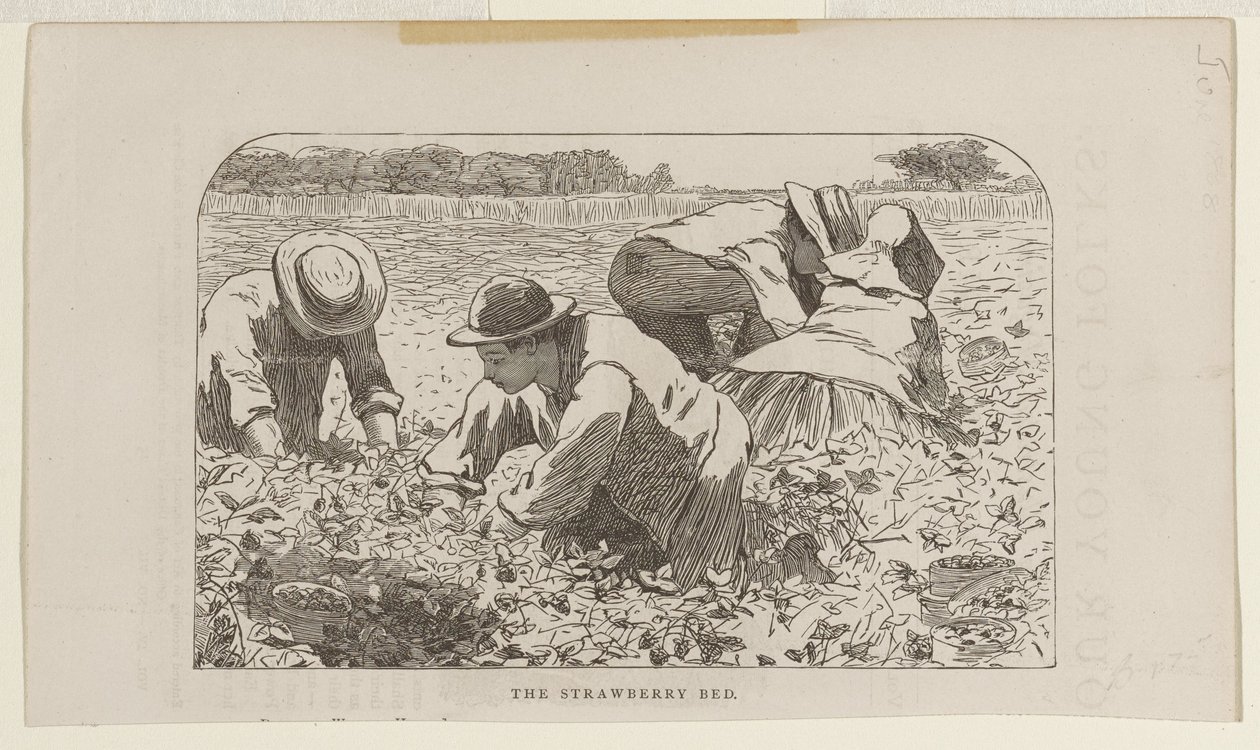 Jordgubbslandet av Winslow Homer