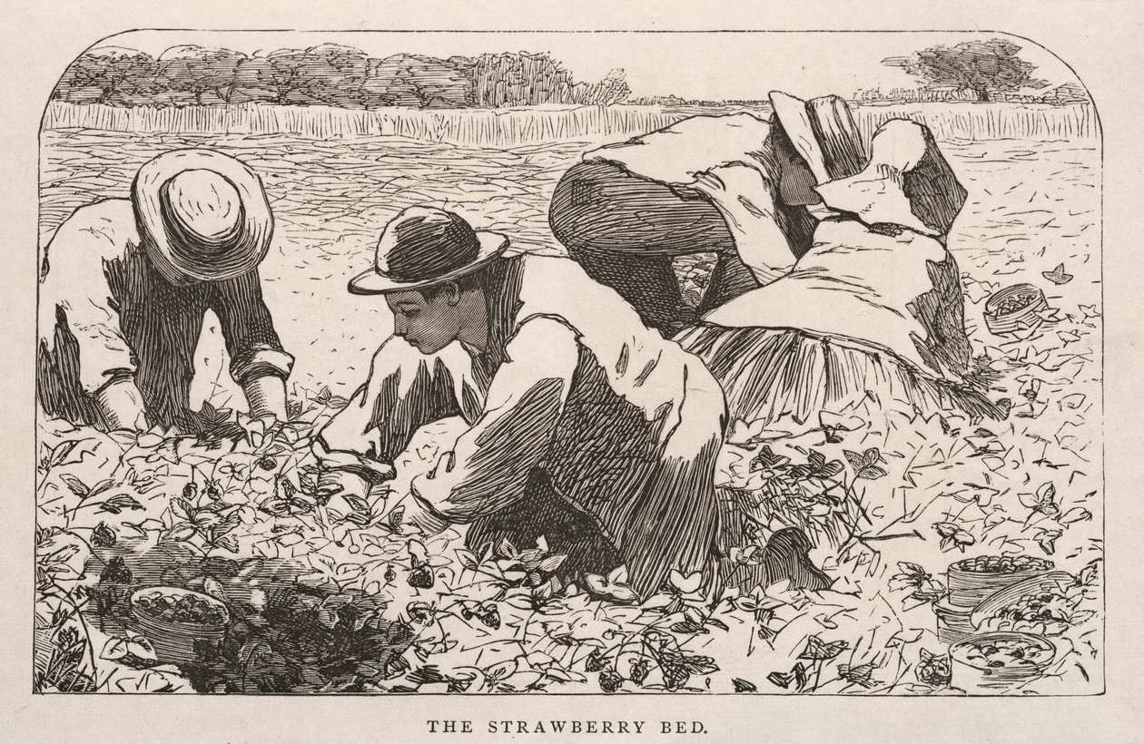 Jordgubbsbädden, 1868. av Winslow Homer