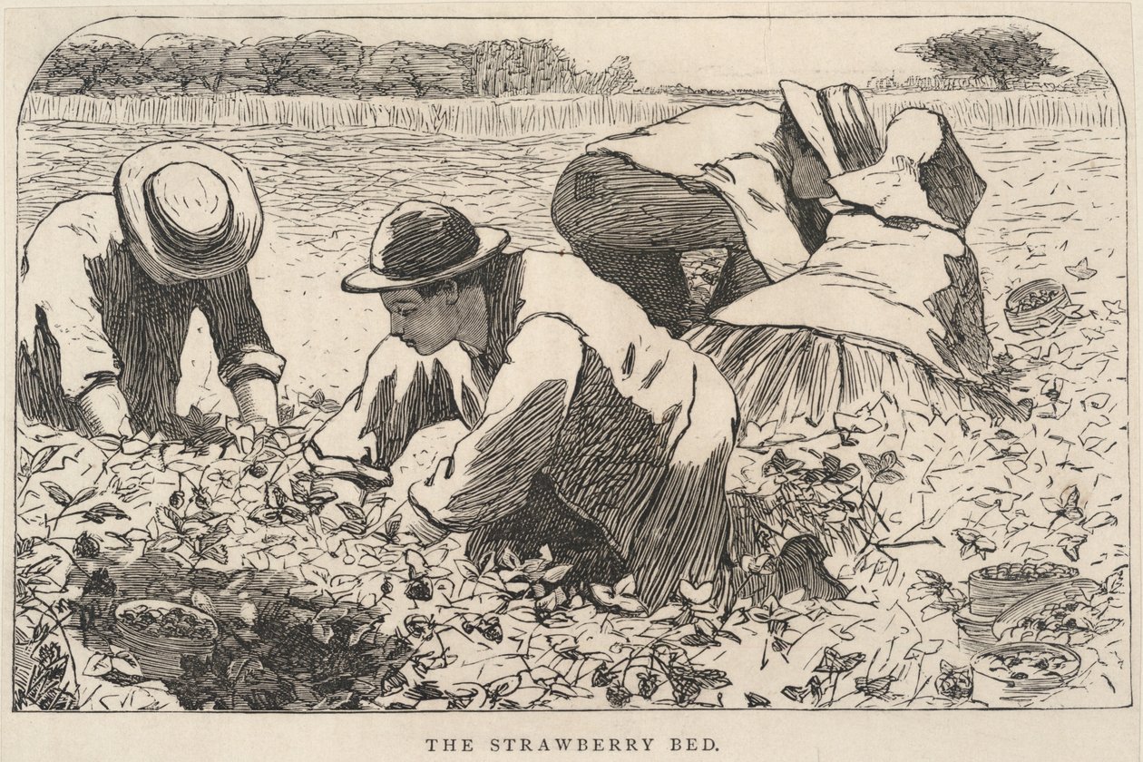Jordgubbssängen, från Our Young Folks, juli 1868 av Winslow Homer