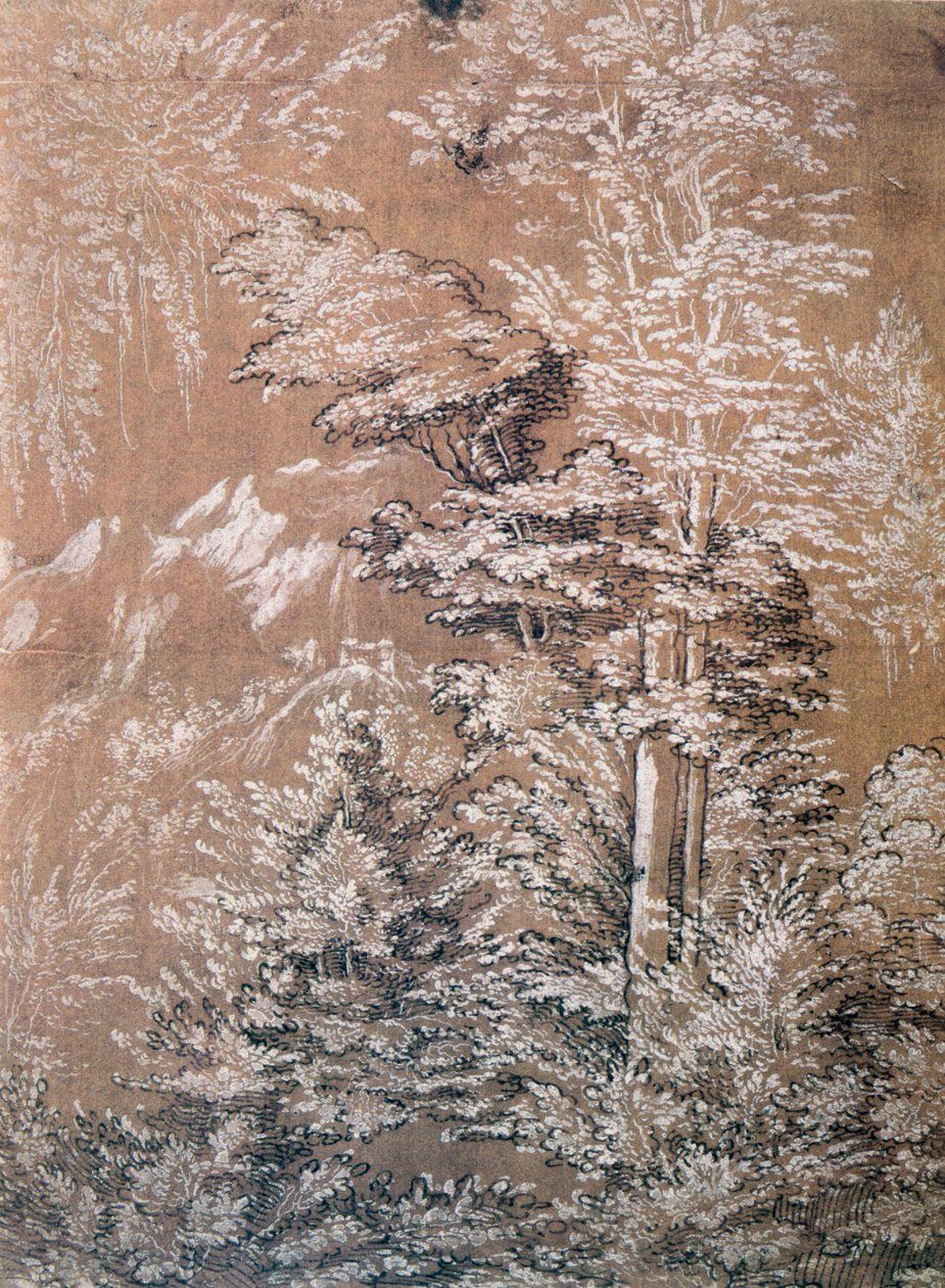 Trädstudie, 1519 av Wolf Huber