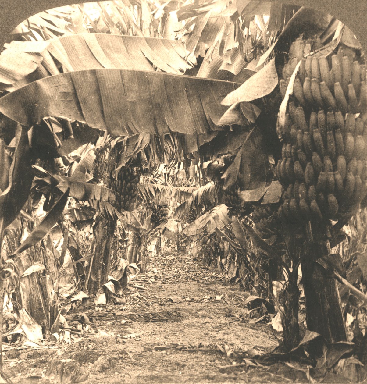 I hjärtat av en bananplantage, Hawaiiöarna, 1901. av Works and Sun Sculpture Studios