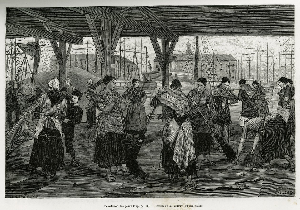 Avsaltning av skinnen, genom att kvinnor skrapar resterna av bestarna som sträcks ut under strukturerna i hallarna i Antwerpens hamn. Gravyr av X.Mellery, för att illustrera historien om Belgien, av Camille Lemonnier, publicerad i Tour du monde, redigera av Xavier Mellery