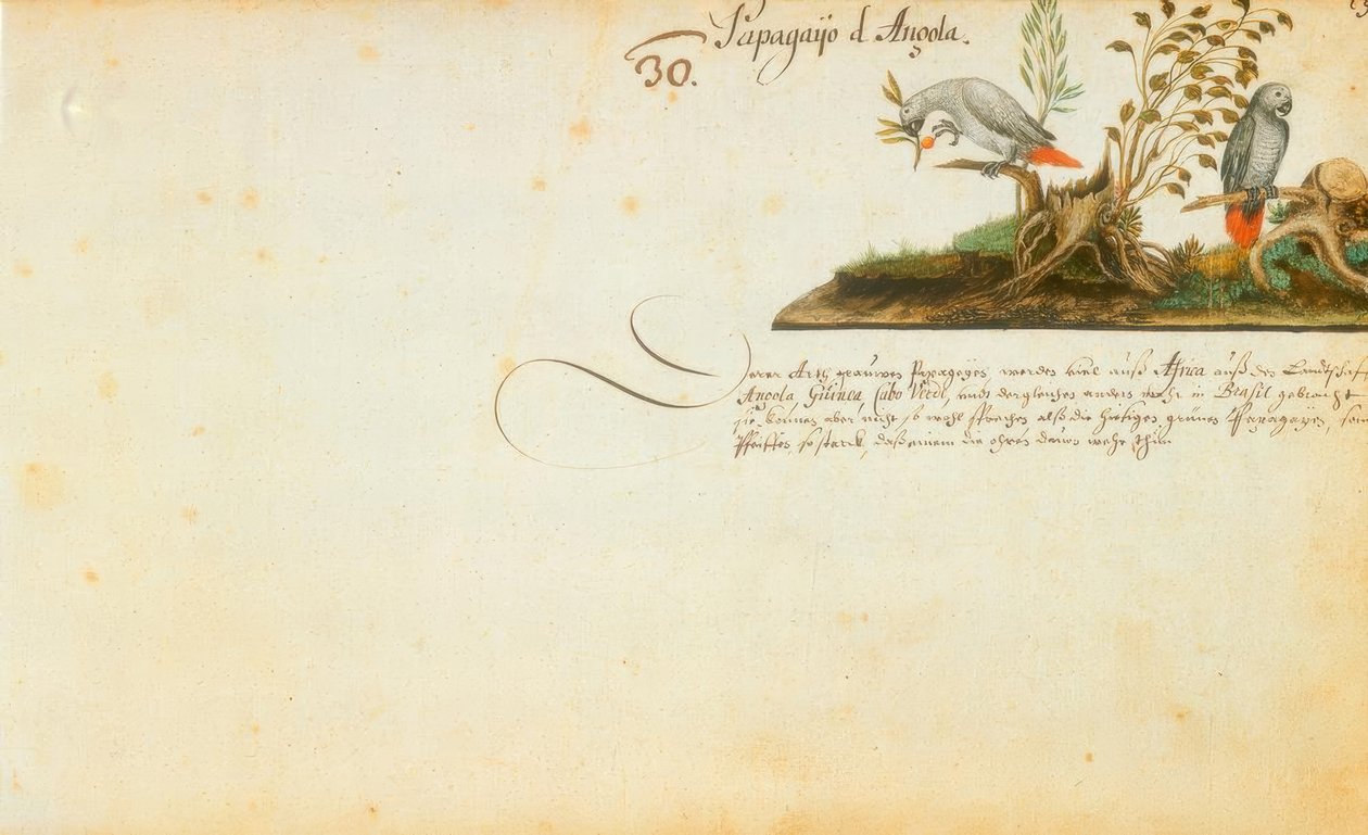 Zacharias Wagner, papegojor av Zacharias Wagner