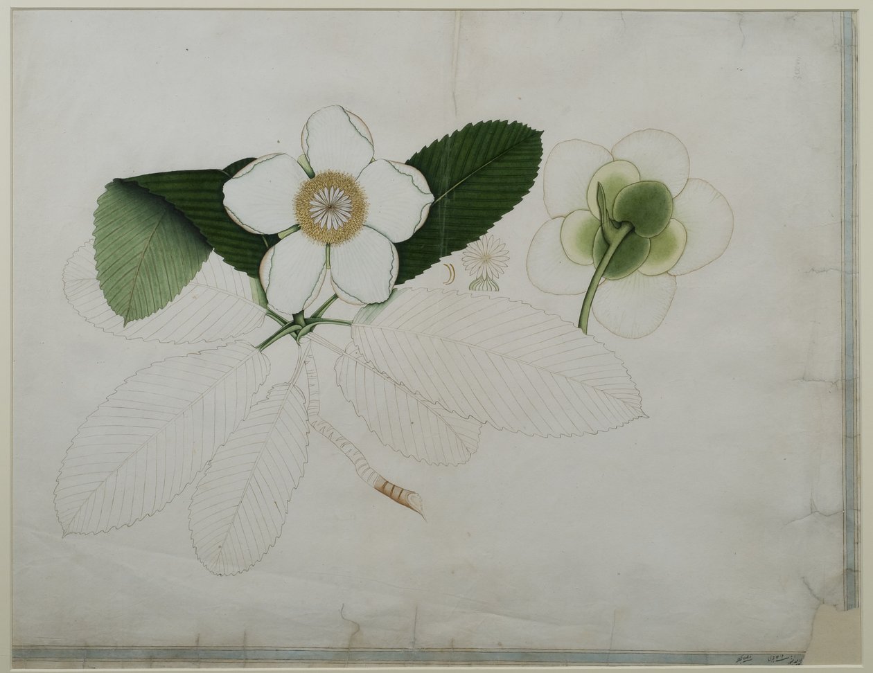 Dillenia indica, 1787 (wc på papper) av Zayn al Din Zayn al Din