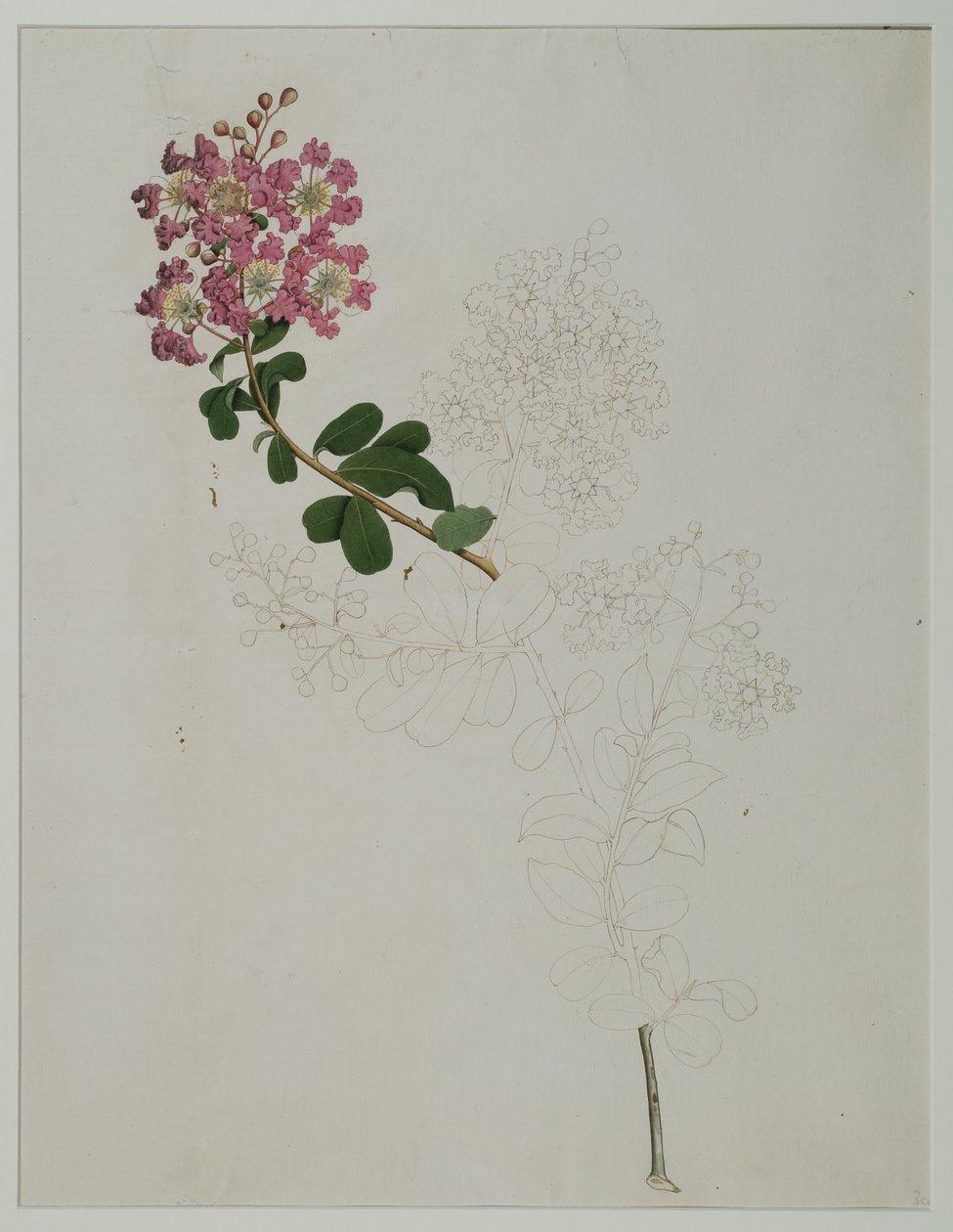 Lagerstroemia indica L. (crepe myrtle), 1787 (wc kwenye karatasi)swed av Zayn al Din Zayn al Din