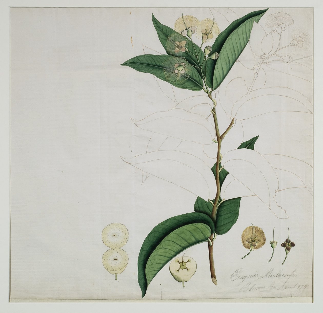 Syzygium aqueum (Burm. f.) Alston (Vattenrosa äpple), 1787 (wc på papper) av Zayn al Din Zayn al Din