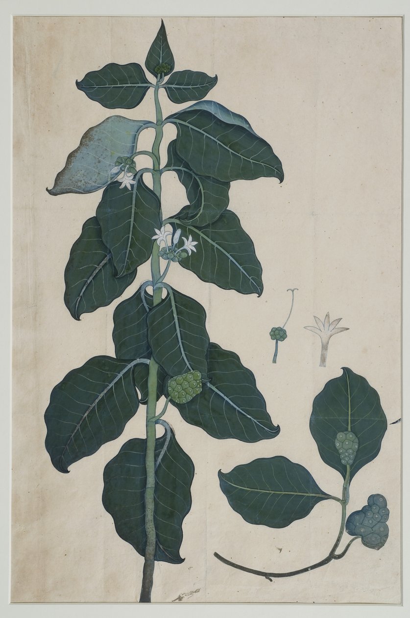 Cerbera manghas L, 1787 (wc på papper) av Zayn al Din attr. to Zayn al Din attr. to