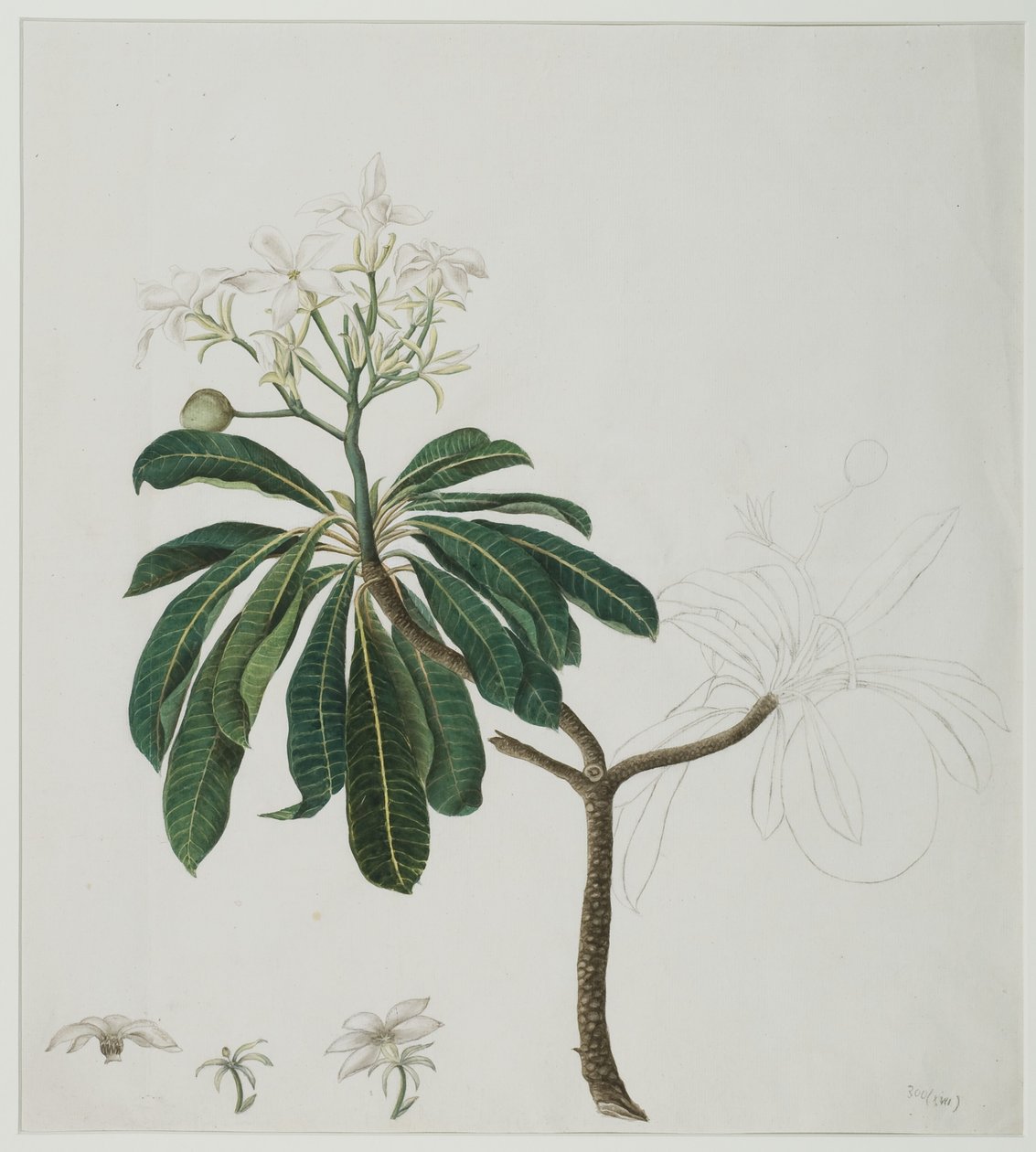 Cerbera manghas L., 1787 (wc kwenye karatasi) swed av Zayn al Din attr. to Zayn al Din attr. to