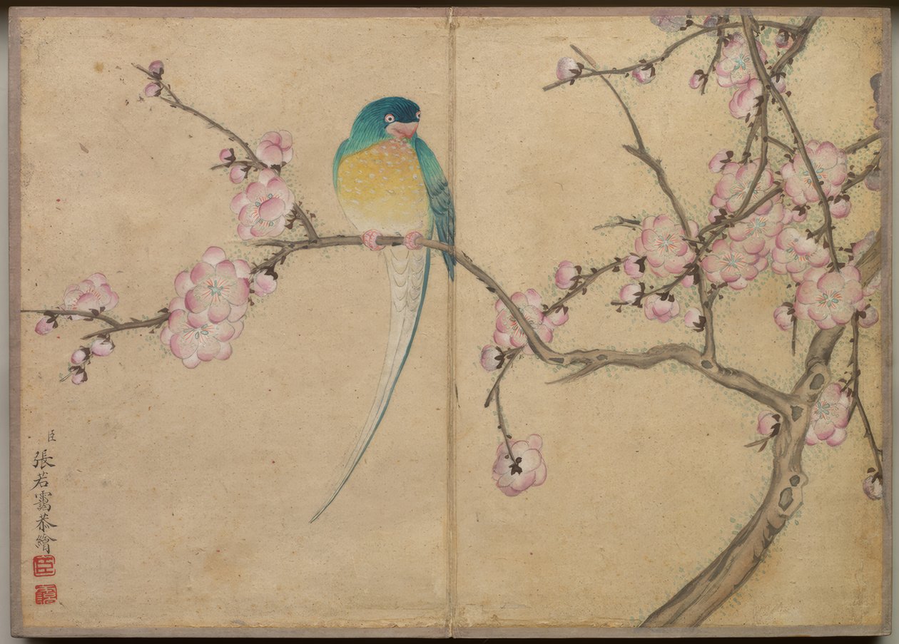 Skrivbordsalbum: Blomster- och fågelmålningar (Fågel med plommonblommor) av Zhang Ruoai