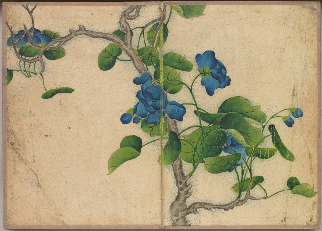 Skrivbordsalbum: Flower and Bird Paintings (Climbing Blue Flowers) av Zhang Ruoai