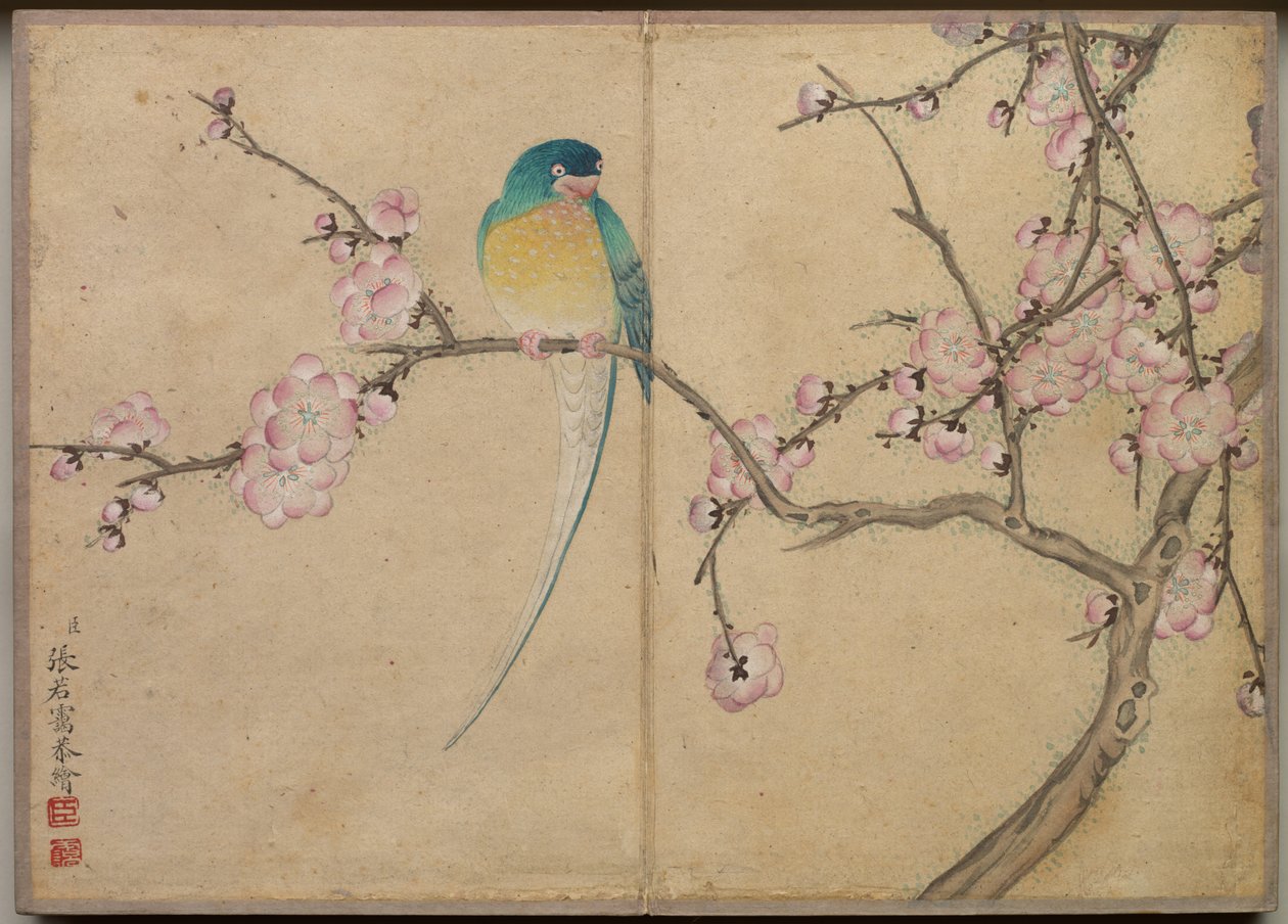 Skrivbordsalbum: Flower and Bird Paintings Bird with Plum Blossoms, 1700-talet. av Zhang Ruoai