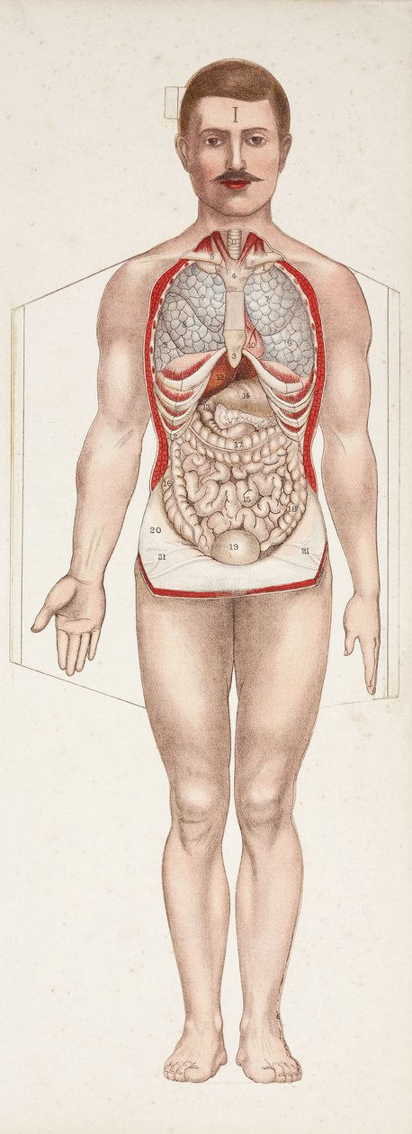 Anatomiska figurer De inre organen, sent 1800-tidigt 1900-tal av Frederick (attr. to) Barnard