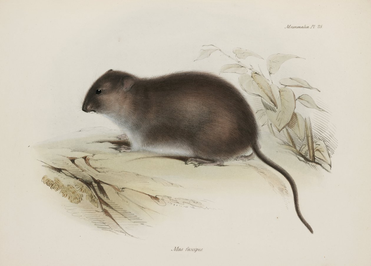 Bush eller brunfotad råtta, Australien, c 1832-1836 av John Pardon