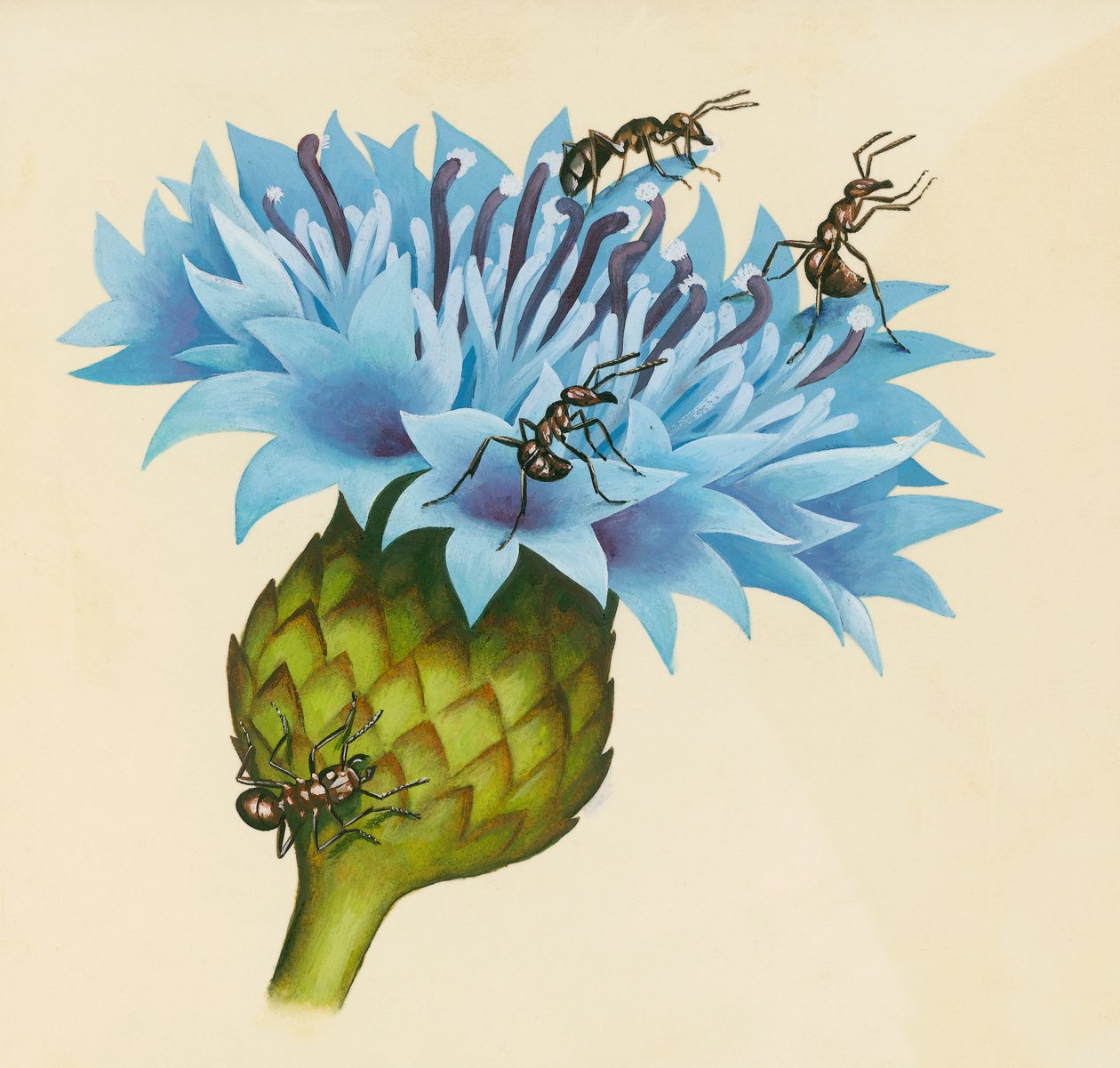 Centaurea blomma med aggressiva myror, ritning av William Walcutt