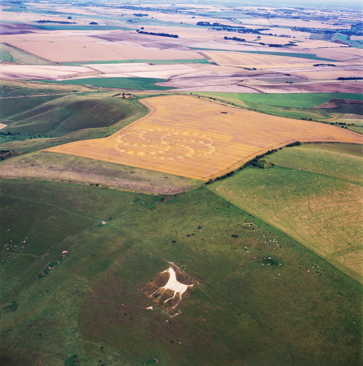 Grodcirkel i vetefält, Milk Hill, Alton Priors, Vale of Pewsey, Wiltshire av Ferdinand Georg Waldmuller