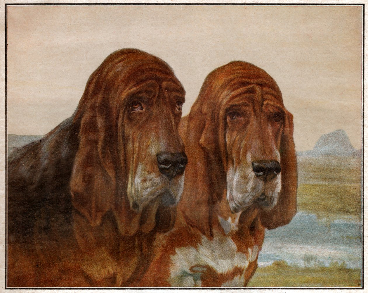 Hundar av Saint Hubert eller Bloodhound. 1925 (illustration) av . .
