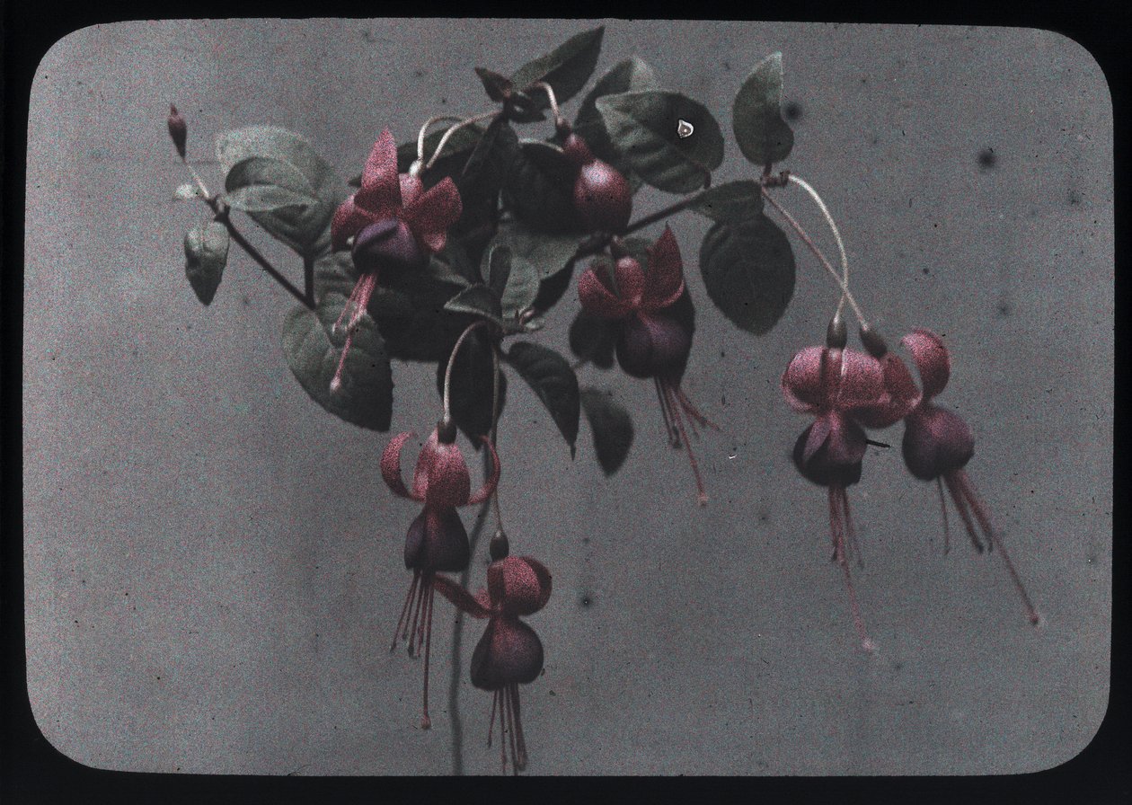 "Fuchsia" av Frederick (attr. to) Barnard