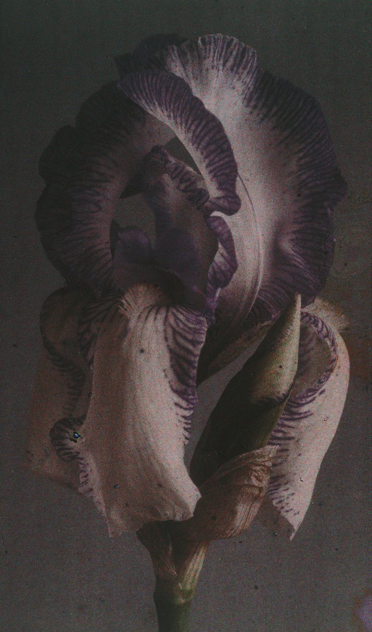 "Tysk iris (Iris germanica) av Frederick (attr. to) Barnard