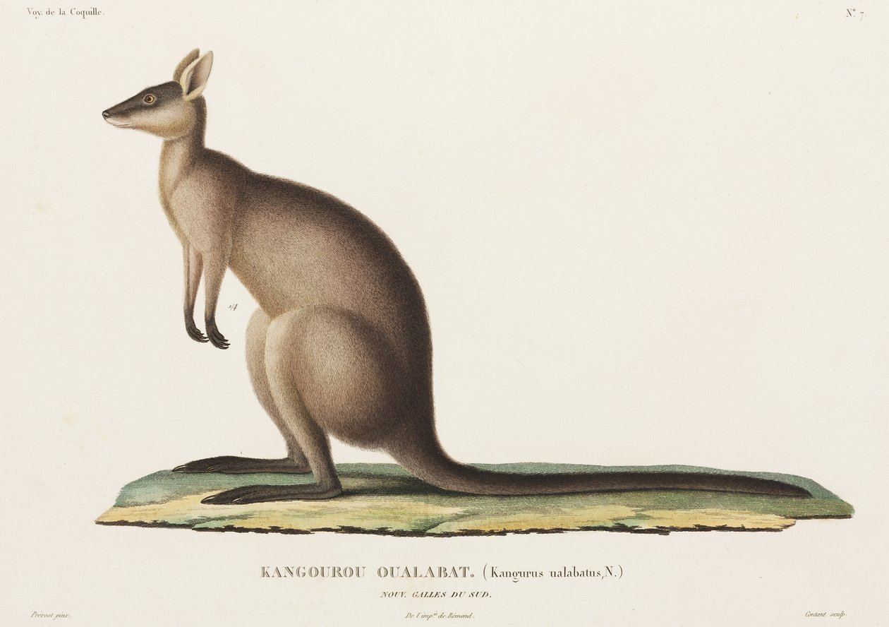 Kangaroo, New South Wales, Australien av John Pardon