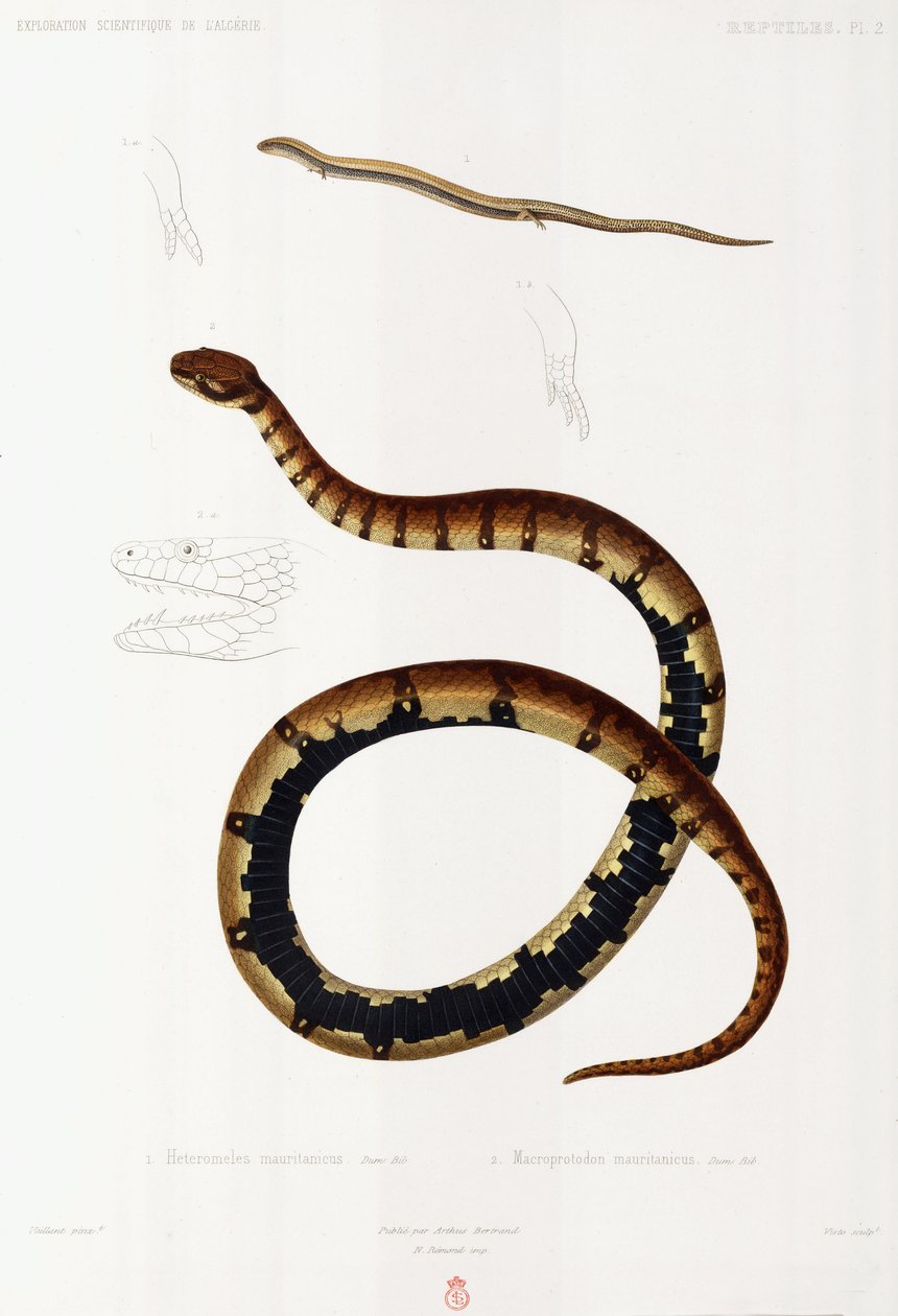 Ödla och Hooded Snake, Algeriet av John Pardon