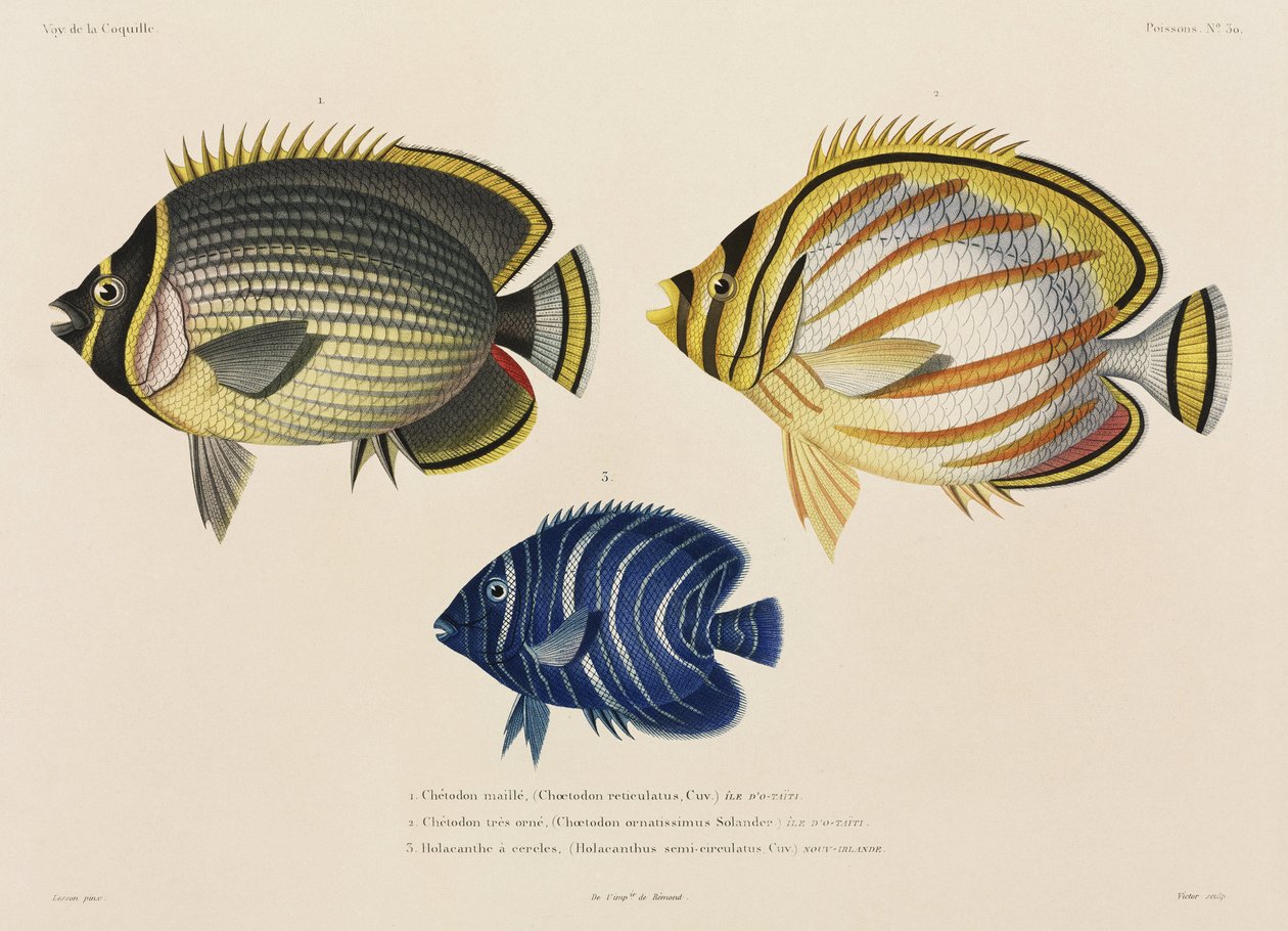 Postade och utsmyckade fjärilsfiskar och angelfish, södra Stilla havet av John Pardon