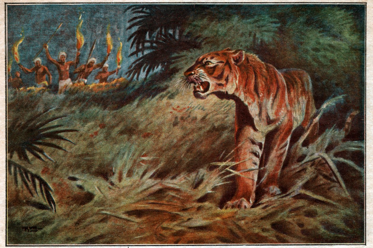 Man eater tiger av . .