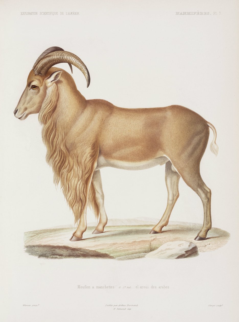 Mouflon, Algeriet av John Pardon