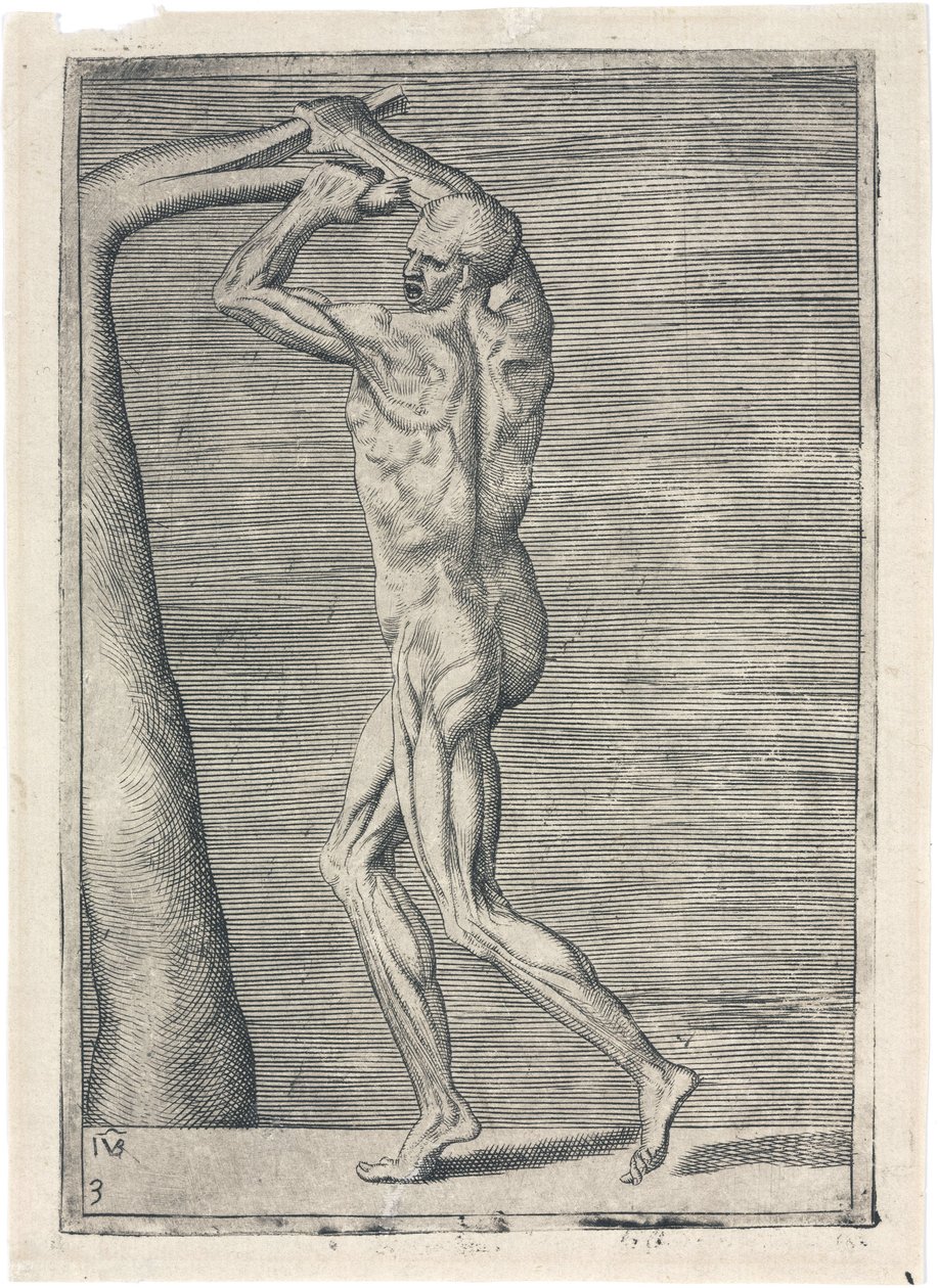 Muskler Anatomisk studie av manlig muskulatur; man bryter en gren, ca 1555 av Frederick (attr. to) Barnard