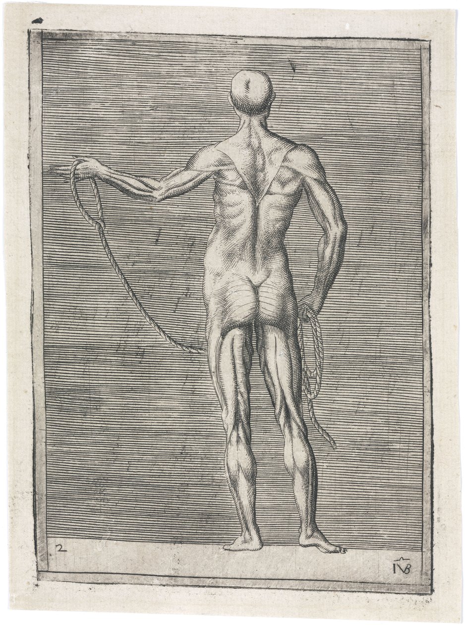 Muskler Anatomisk studie av manlig muskulatur; man som håller ett rep, ca 1555 av Frederick (attr. to) Barnard