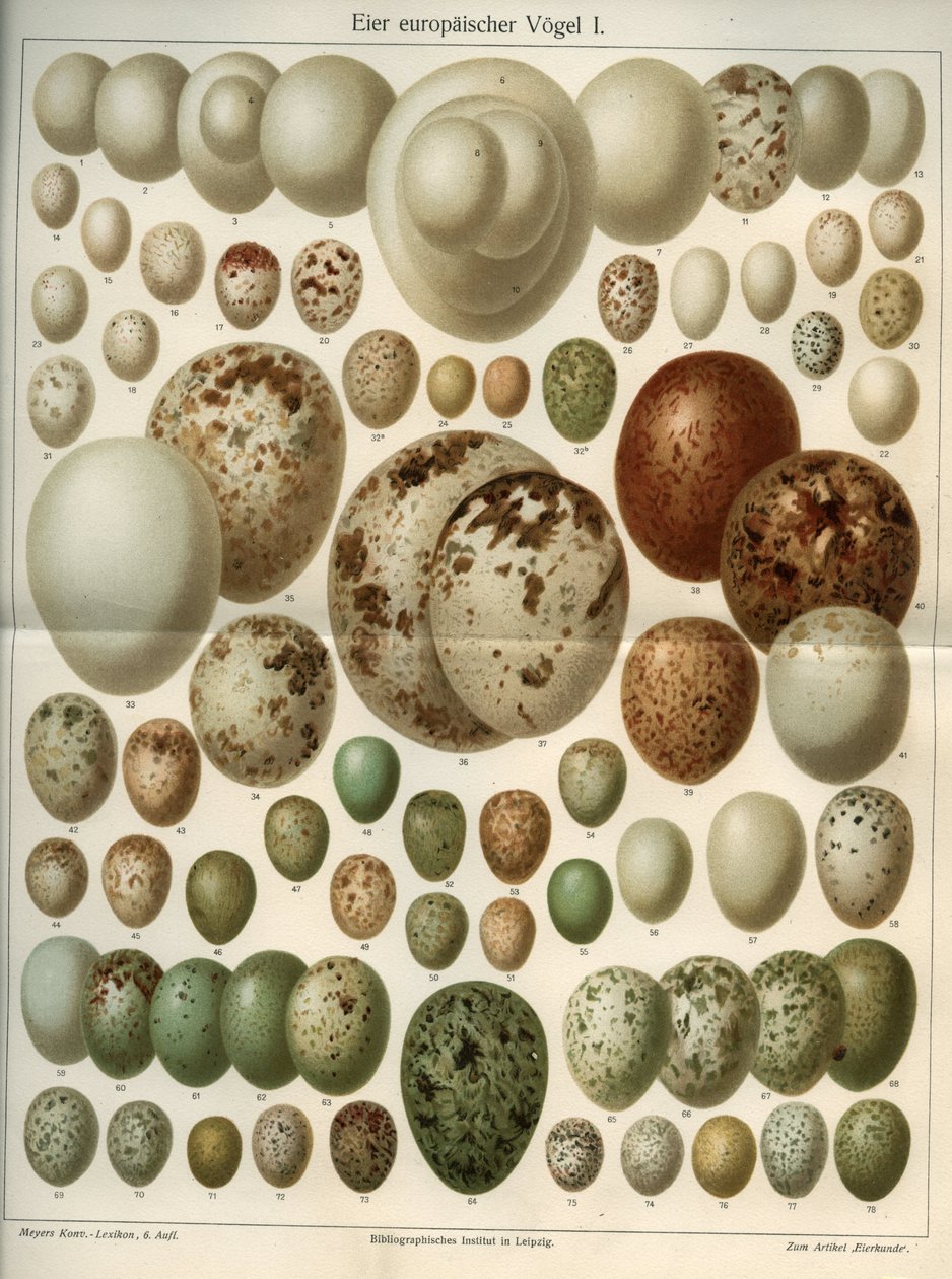Naturvetenskapstavla som representerar olika fågelägg. Illustration hämtad från "Meyers Grosses Konversations - Lexikon""" 1904. Bibliographers Institute, Leipzig och Wien av Ferdinand Georg Waldmuller