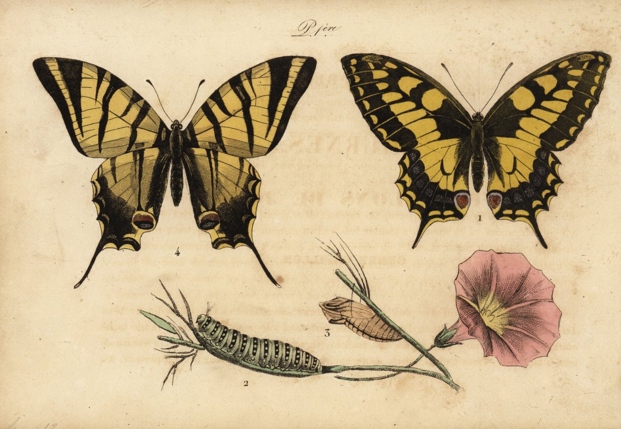 Old World swallowtail, Papillo machaon 1,2,3 och knappa swallowtail, Iphiclides podalirius 4 av John Pardon