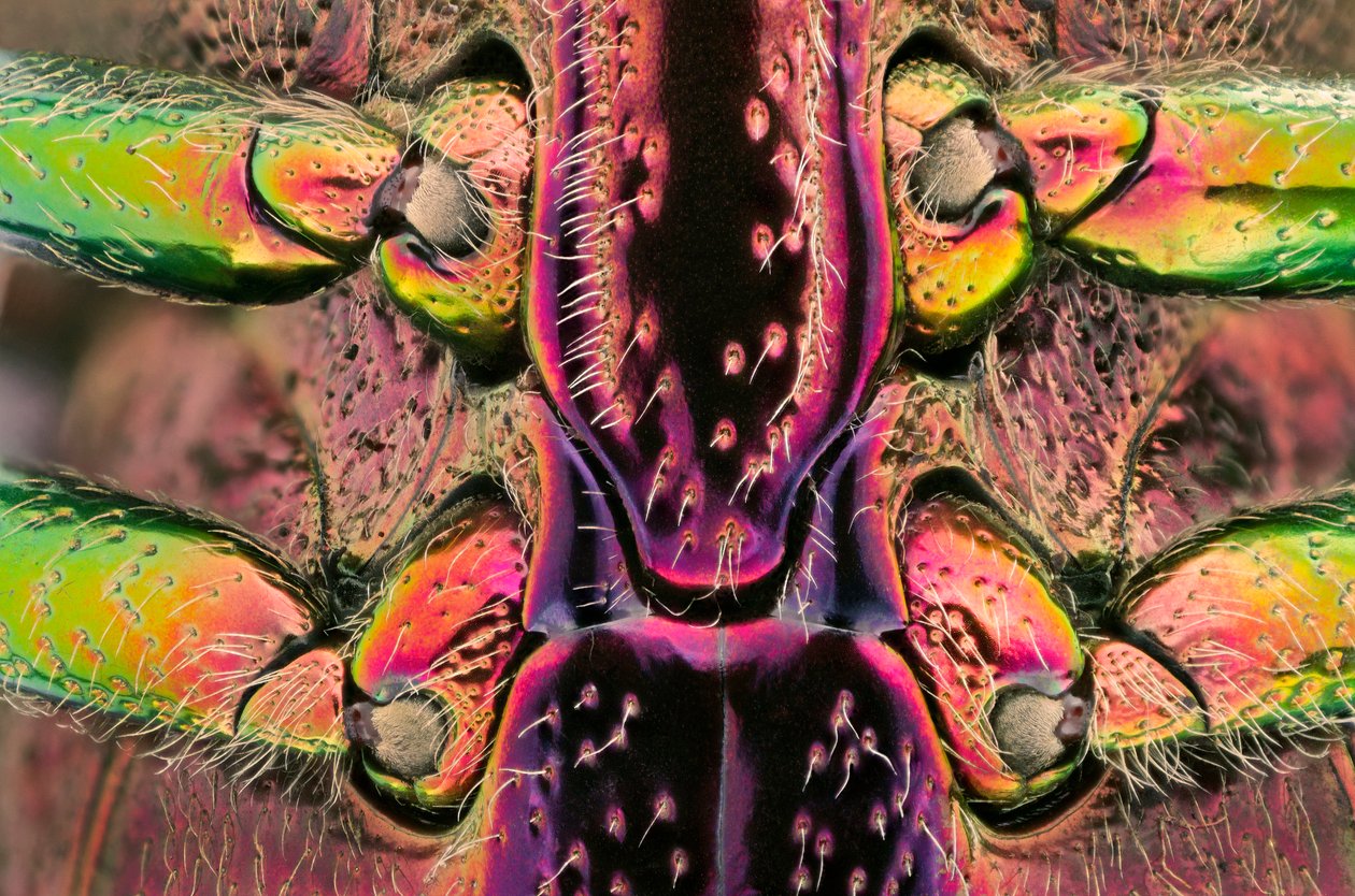 Polybothris quadricollis från Madagaskar. Detalj av buken (makrofotografi) av John Pardon
