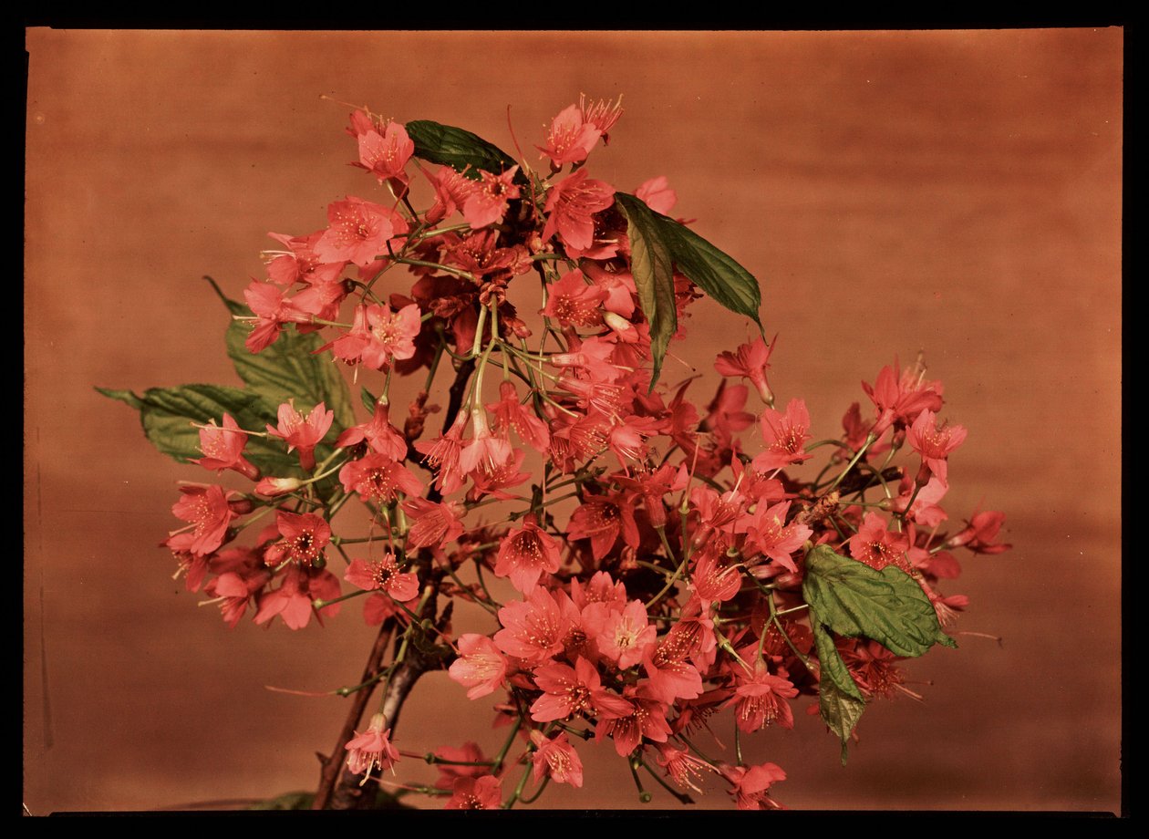 Röda blommor, c 1940 av Frederick (attr. to) Barnard