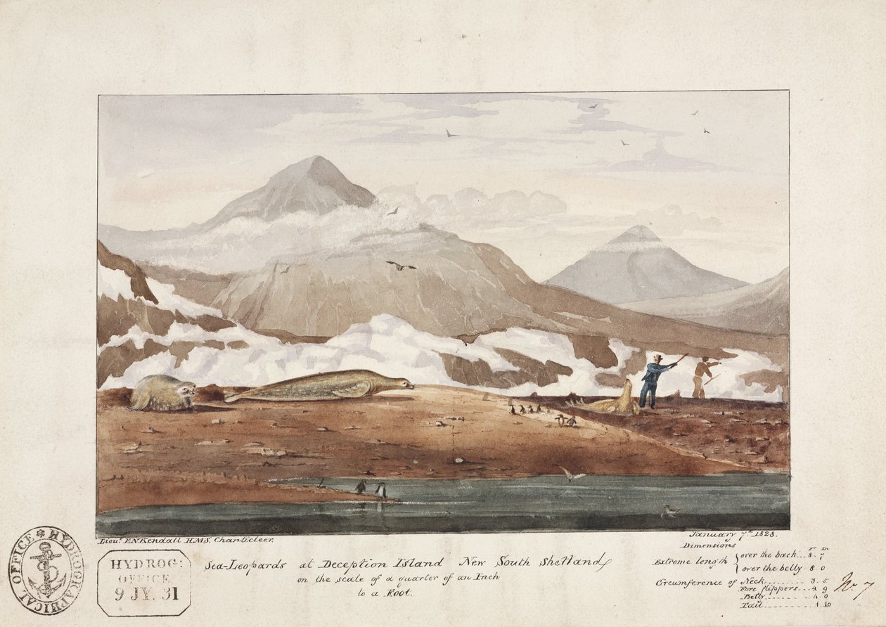 "Sea-Leopards at Deception Island, New South Shetland", 7 januari av John Pardon