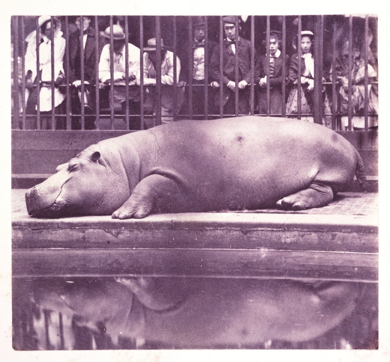 Flodhästar i Zoological Gardens, Regents Park", London av John Pardon