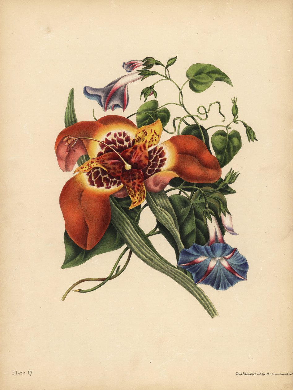Den mexikanska tigerblomman, Tigridia pavonia, Change; Den blå major Convolvulus, Natt av John Pardon