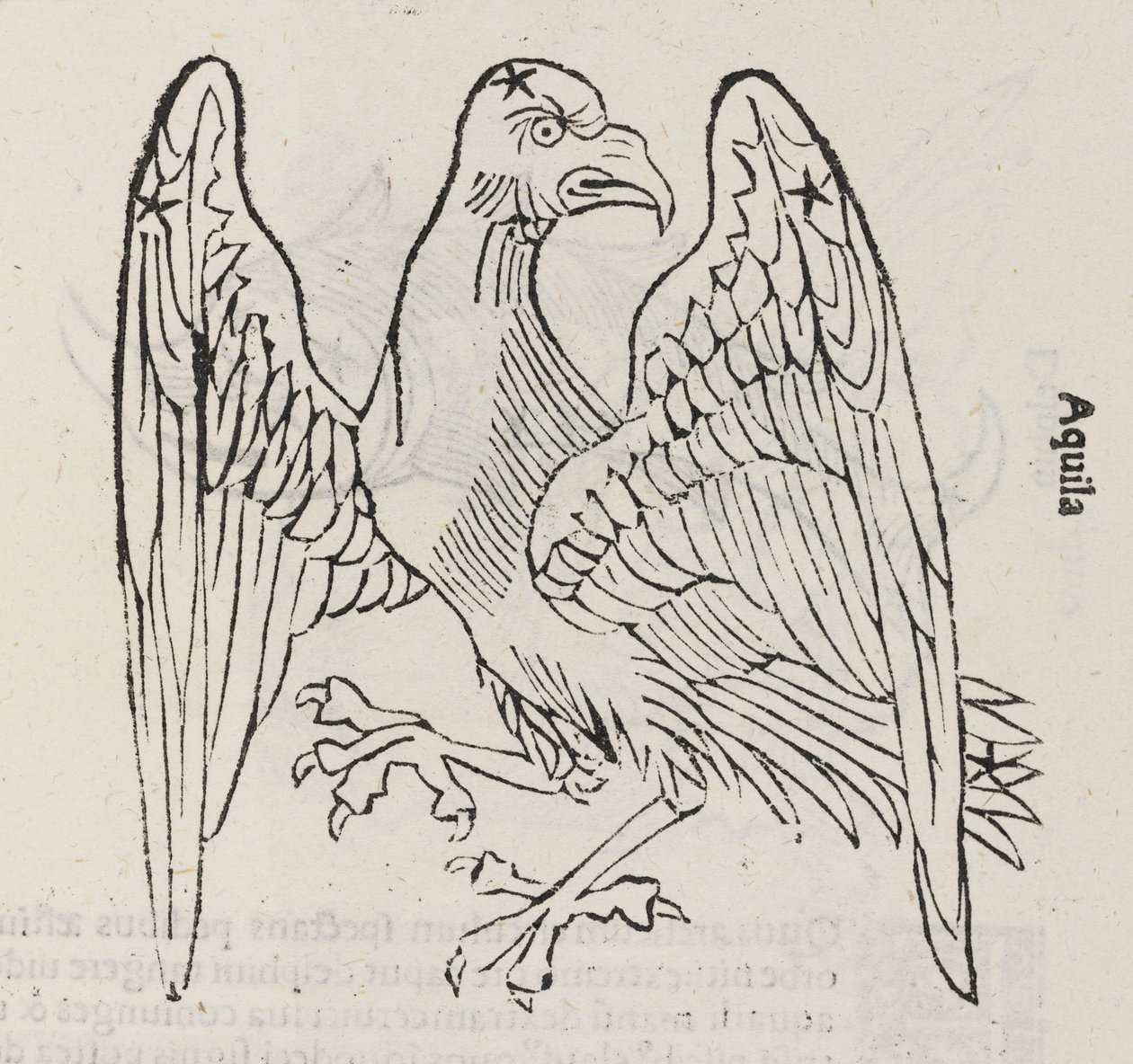 Stjärnbilden Aquila av John Pardon