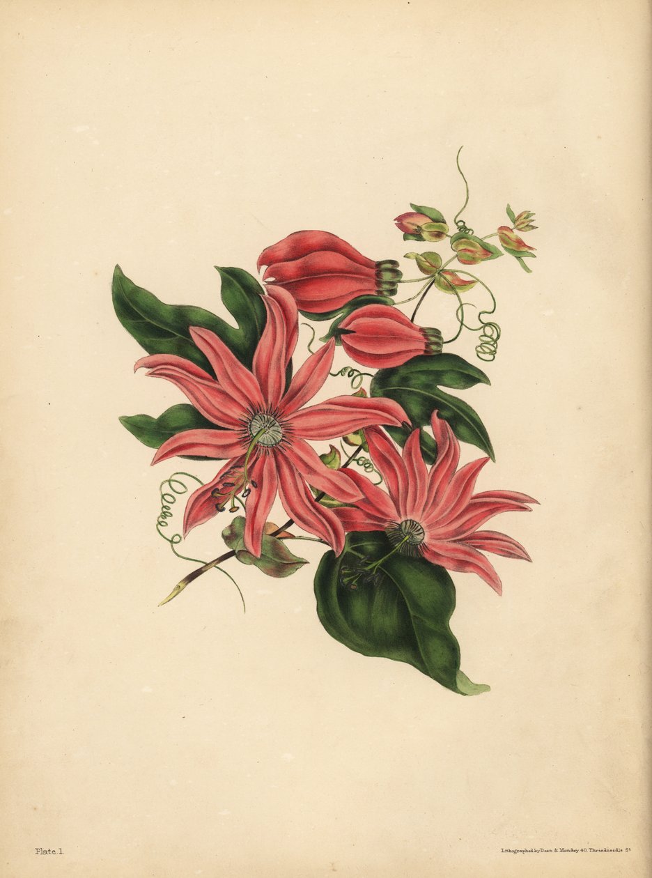 Racemosen Passionflower, Passiflora racemosa, Religiös vidskepelse av John Pardon