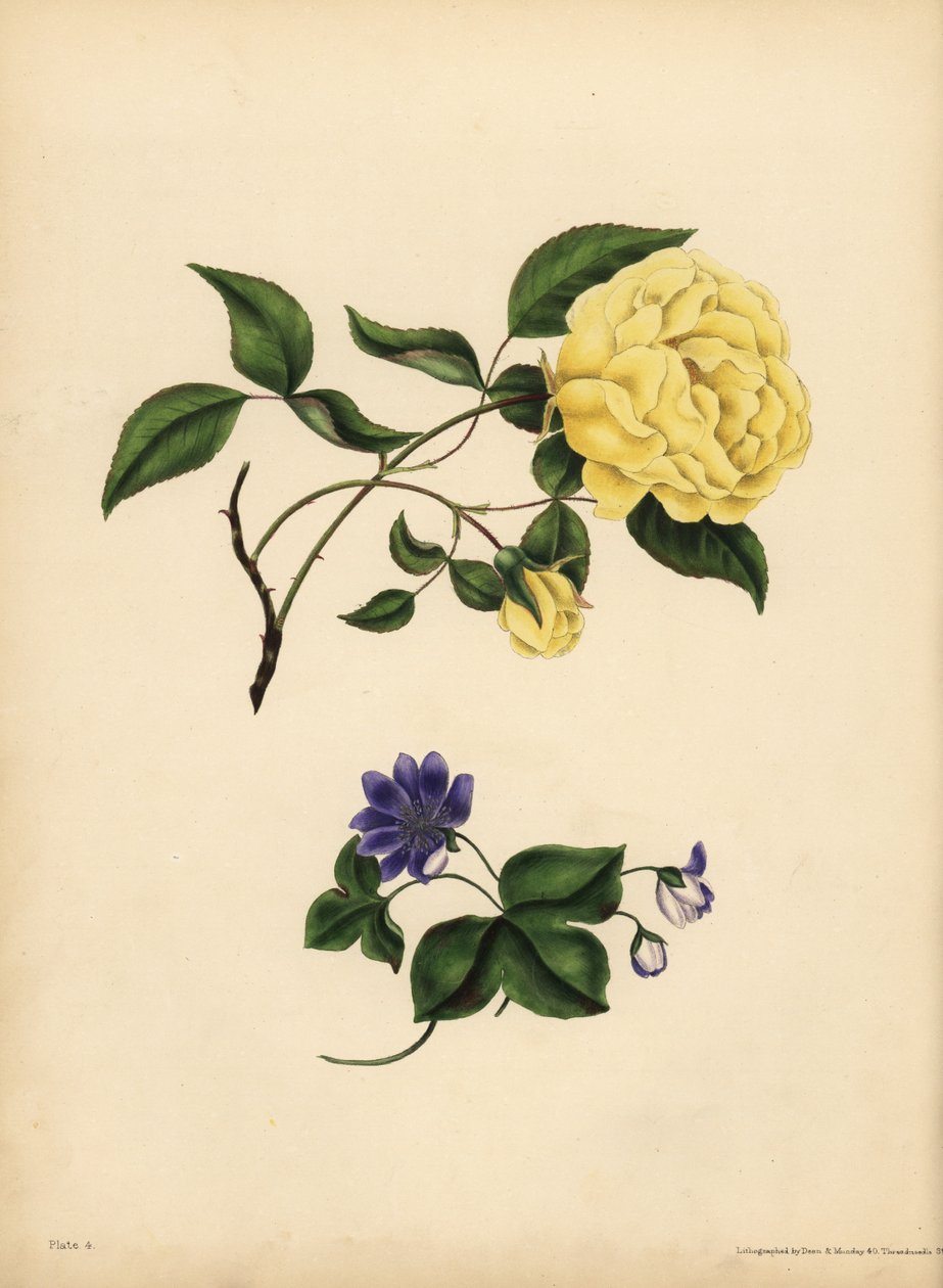 Den sött doftande Kina-rosen, Rosa chinensis, Otrohet; Den blå hepatica, Hepatica nobilis, Förtroende. av John Pardon
