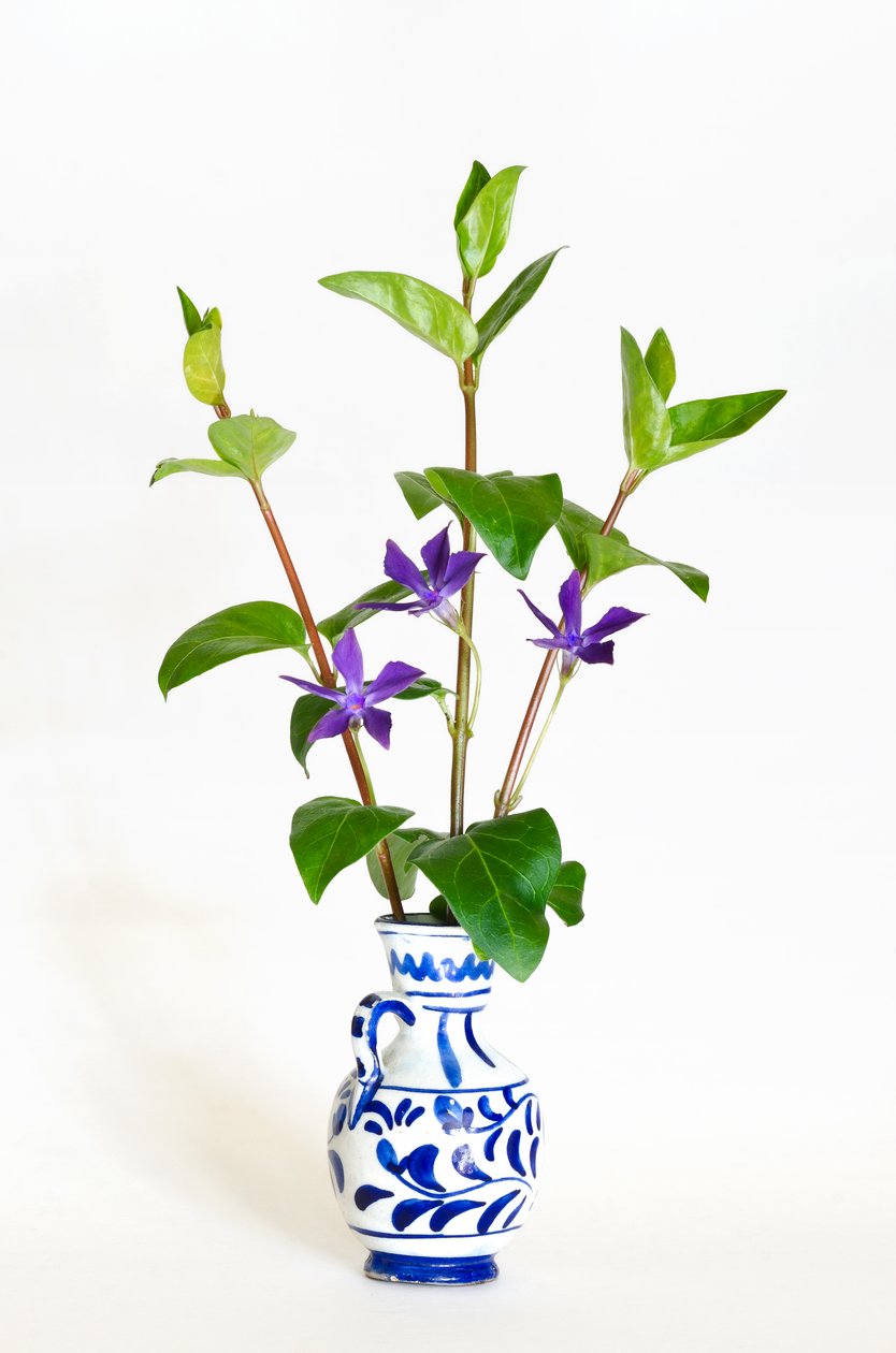 Tre stjälkar av storsnäcka (Vinca major) som blommar i vas (foto) av . .