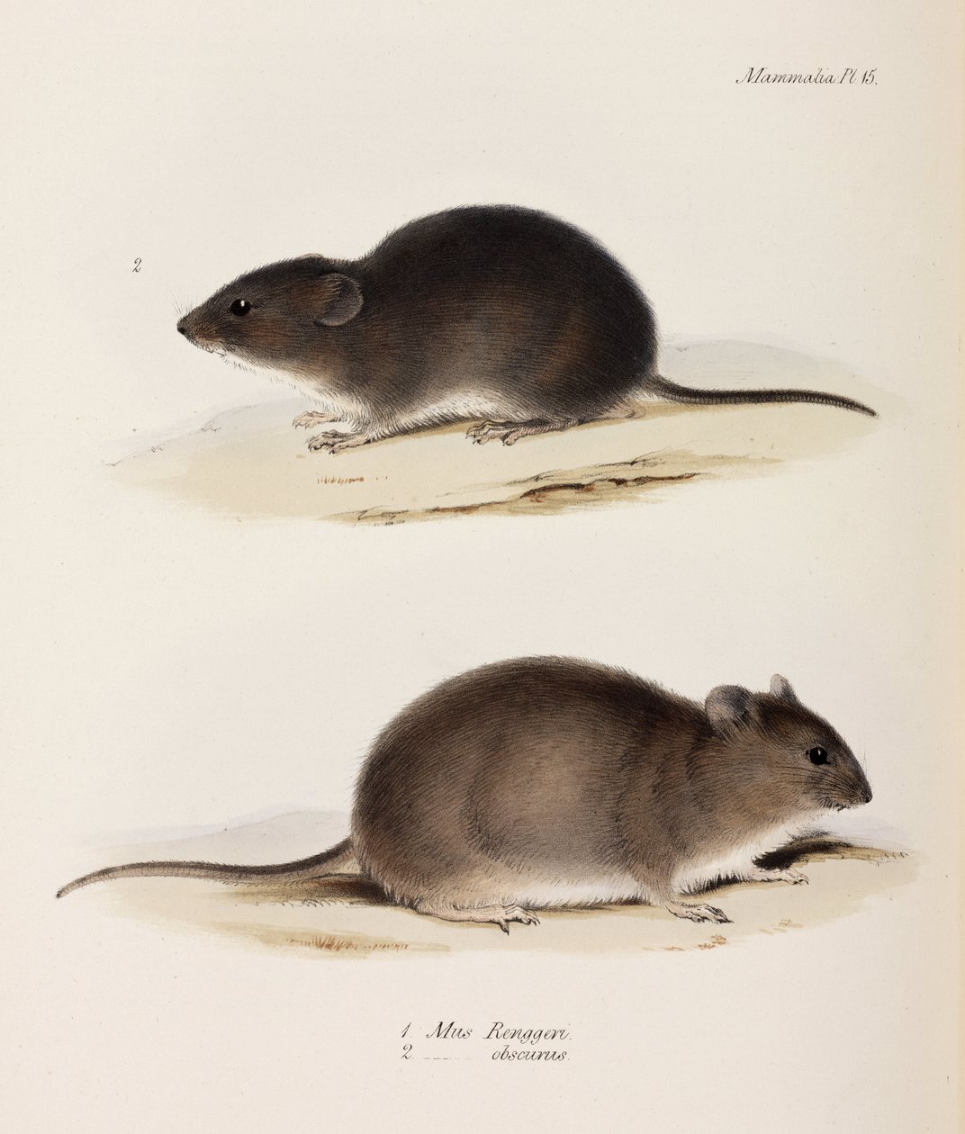 Två typer av mus, c 1832-1836 av John Pardon