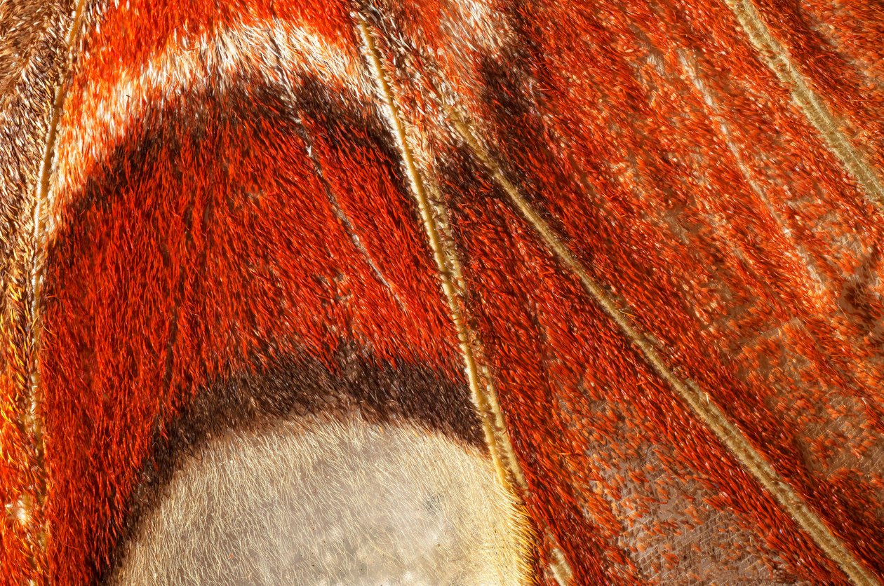 fjäril Attacus atlas (lepidoptera) Närmare växt. (makrofotografering) av John Pardon