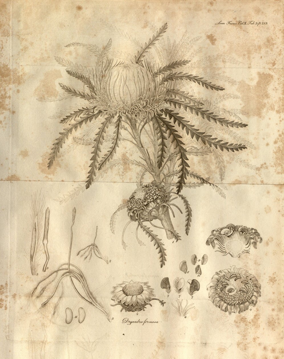 Det här är tavla 3 från volym 10 av Transactions of the Linnean Society of London, publicerad 1811. Växten som avbildas är Dryandra formosa (nu Banksia formosa) av Various